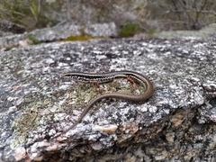 Ctenotus labillardieri