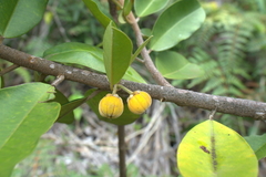 Lethedon salicifolia