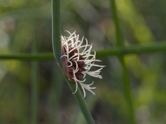 Chorizandra cymbaria