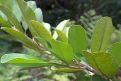 Lethedon salicifolia