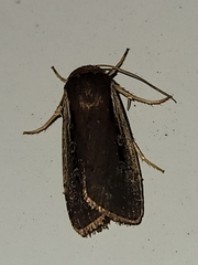 Ochropleura implecta