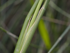 Chorizandra cymbaria