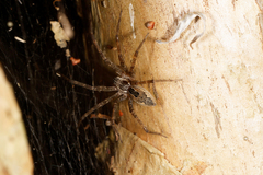 Dendrolycosa icadia