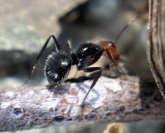 Camponotus lindigi
