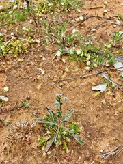 Omphalolappula concava