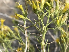 Chrysothamnus greenei