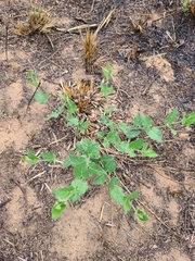 Matelea cynanchoides