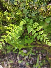 Cystopteris fragilis apiiformis