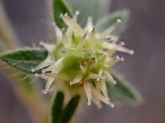 Omphalolappula concava