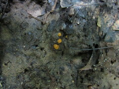 Ramsbottomia crechqueraultii