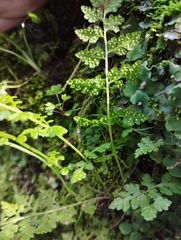 Cystopteris fragilis apiiformis