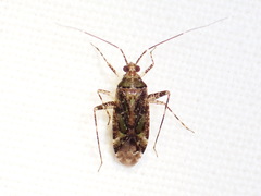 Phytocoris tiliae