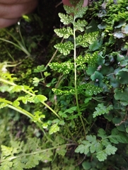 Cystopteris fragilis apiiformis