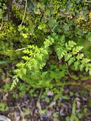 Cystopteris fragilis apiiformis