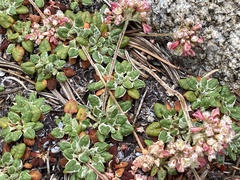 Eriogonum polypodum