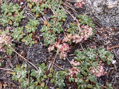 Eriogonum polypodum