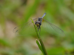 Diplacodes deminuta
