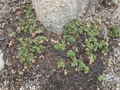 Eriogonum polypodum