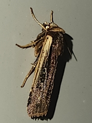 Ochropleura implecta