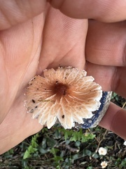 Leucoagaricus rubrotinctus