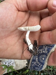 Leucoagaricus rubrotinctus
