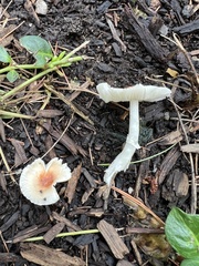 Leucoagaricus rubrotinctus