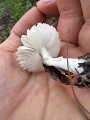 Leucoagaricus rubrotinctus