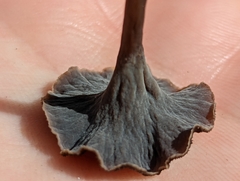 Craterellus calyculus