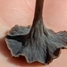 Craterellus calyculus - Photo (c) Spencer Lowery, some rights reserved (CC BY-NC), uploaded by Spencer Lowery