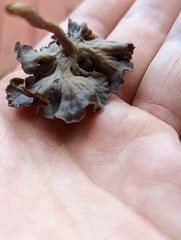 Craterellus calyculus