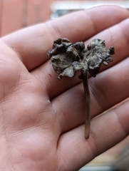 Craterellus calyculus