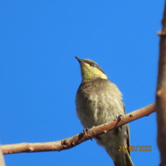 Gavicalis fasciogularis