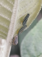 Graphocephala flavovittata