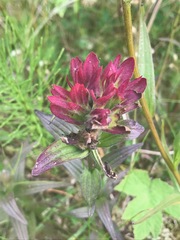 Castilleja unalaschcensis