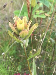 Castilleja unalaschcensis
