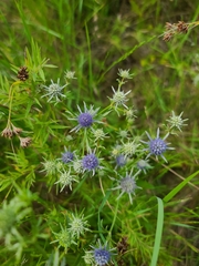 Eryngium integrifolium