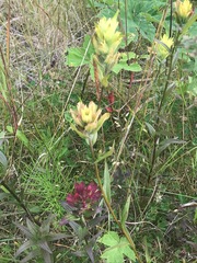 Castilleja unalaschcensis