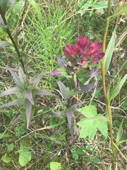 Castilleja unalaschcensis