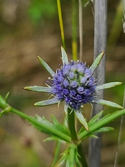Eryngium integrifolium
