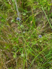 Eryngium integrifolium