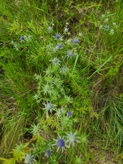 Eryngium integrifolium
