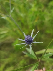 Eryngium integrifolium