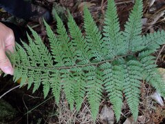 Microlepia setosa