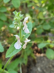 Stachys stebbinsii