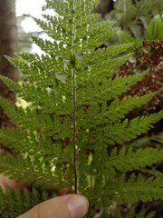 Microlepia setosa