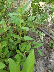 Stachys stebbinsii