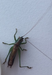 Conocephalus dorsalis