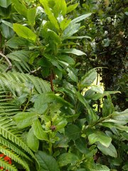 Vaccinium calycinum