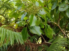 Cheirodendron trigynum