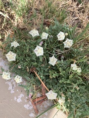 Chamaesaracha sordida